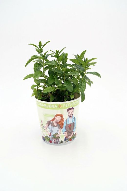 planta menta ecológica (mentha spicata)
