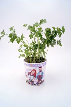 Planta de perejil gourmet ecológico (petrosilinum crispum)