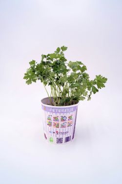 Planta de perejil gourmet ecológico (petrosilinum crispum)