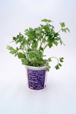 Planta de perejil gourmet ecológico (petrosilinum crispum)