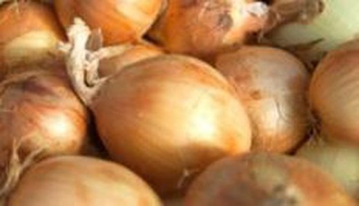 Plantones de cebolla blanca (Allium cepa)