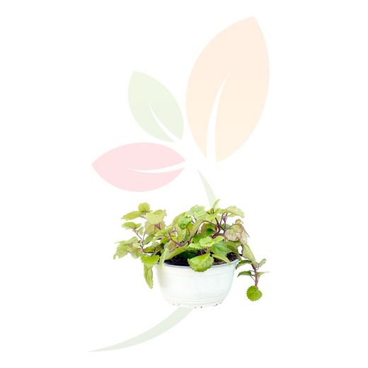 Planta del dinero Plectranthus verticullatus colgante