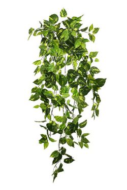 Potho, planta artificial colgante