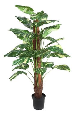 Pothos