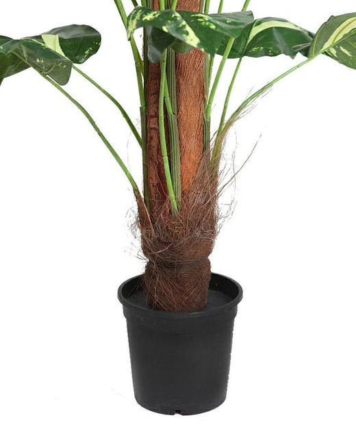 Pothos