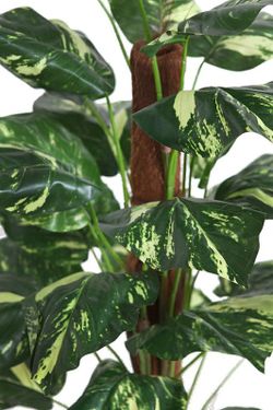 Pothos