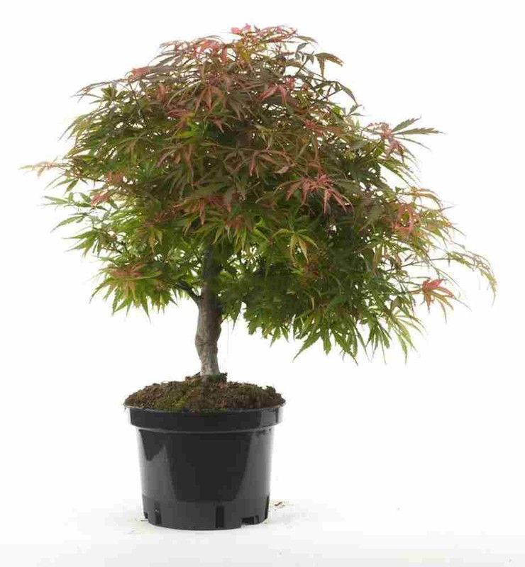 Prebonsai Acer Palmatum. Geflochtener japanischer Ahorn   jardineriadelvalles