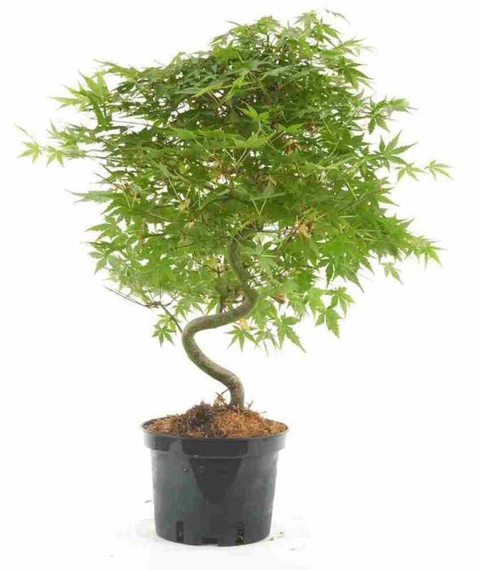 Pre bonsai di Acero Palmato Beni Maiko