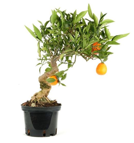 J'ai dcouvert le bonsa Prebonsai Citrus ou Naranjo  lajardineriecreative