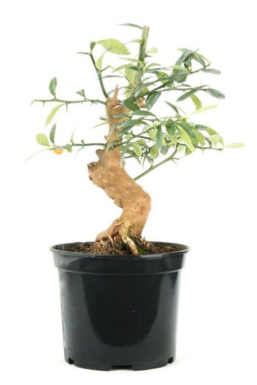 Prebonsái Citrus. Naranjo