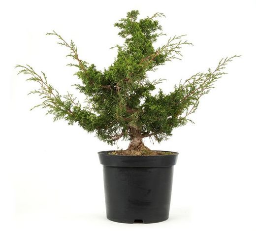 Prebónsai Juniperus chinensis