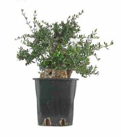 Prebonsái Olea europaea. Olivo