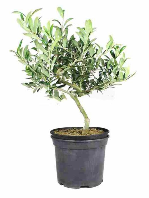 Prebonsai Olea europaea. Olive
