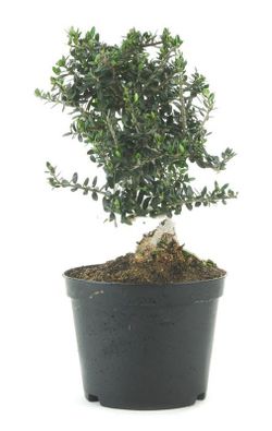 Prebonsai Olea europaea. Olive