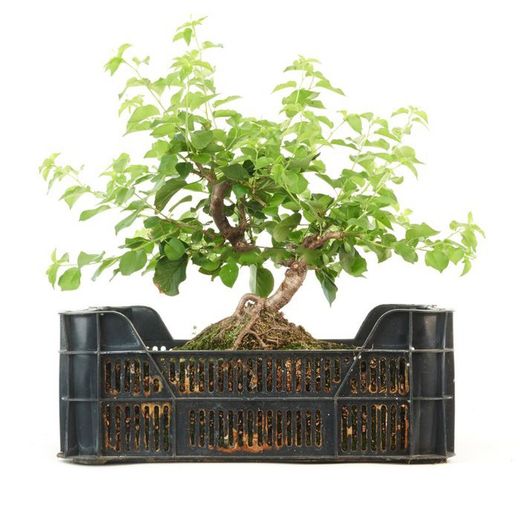 Prebonsái Prunus. Cerezo