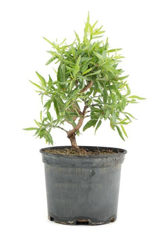 Prunus dulcis PreBonsái 8 años. Almendro
