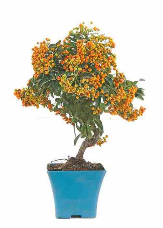 Prebonsái Pyracantha. Espino de fuego