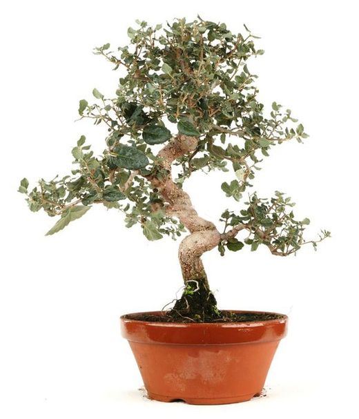 Prebonsái Quercus suber. Alcornoque mediterráneo