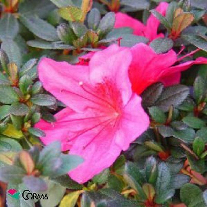 Rhododendron japonicum Blumentopf 16