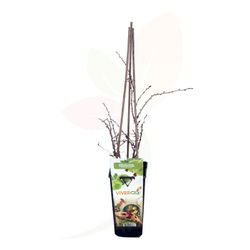 Planta frutal Grosella espinosa (Ribes uva-crispa)