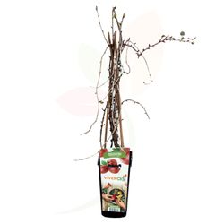 Planta frutal Grosella espinosa (Ribes uva-crispa)