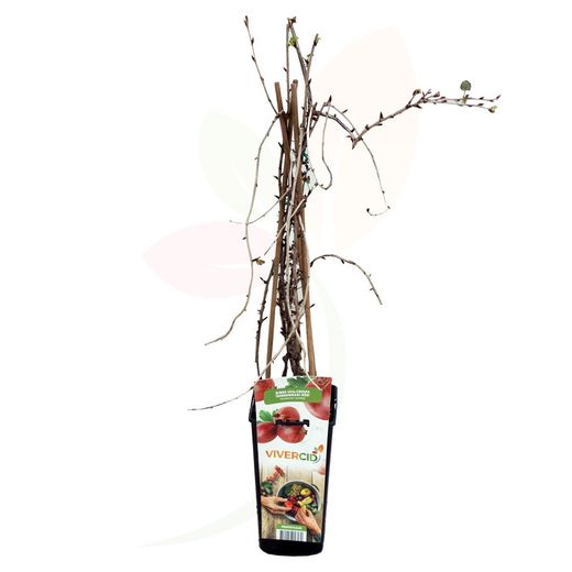 Planta frutal Grosella espinosa (Ribes uva-crispa)