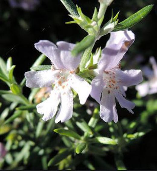 Alecrim australiano - Westringia