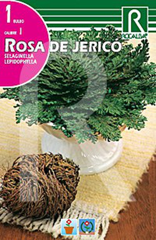 Rosa de Jerico — jardineriadelvalles
