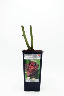 Rosa ad arbusto BACCARA NERA