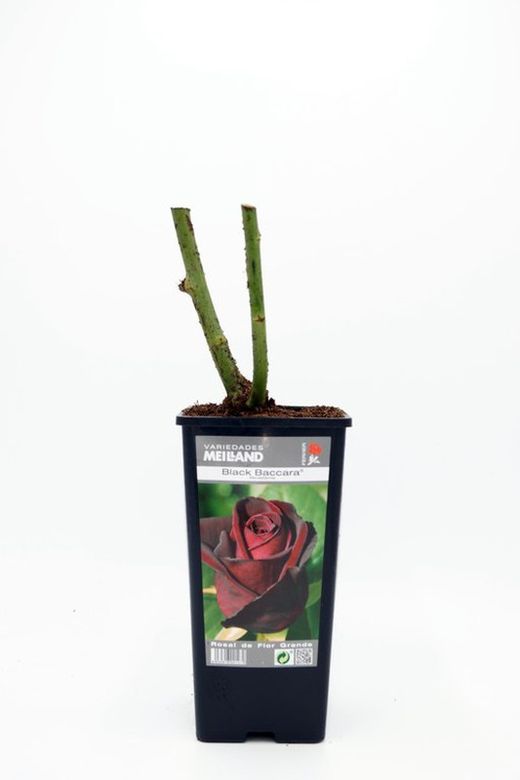 Rosa ad arbusto BACCARA NERA