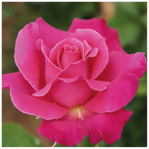 Rosier arbuste CAPRICE DE MEILLAND