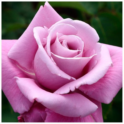 Rosal arbustivo CHARLES DE GAULLE