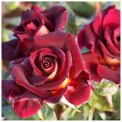 Rosier arbustif EDDY MITCHELL