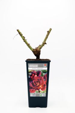 Rosier arbustif EDDY MITCHELL