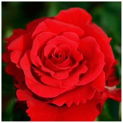 Shrub rose bush JACQUES PREVERT