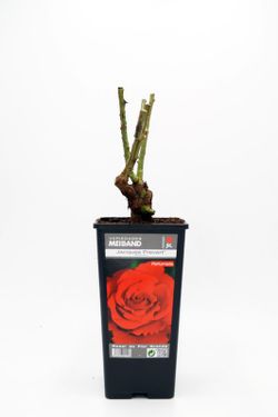 Shrub rose bush JACQUES PREVERT