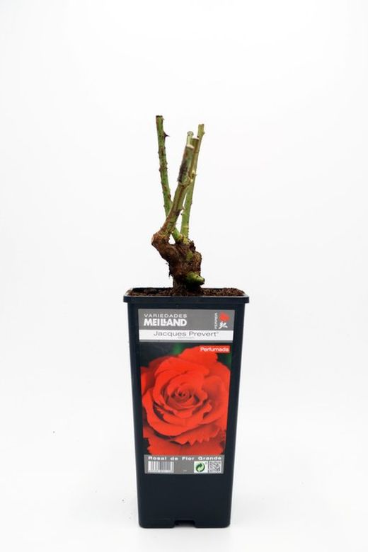 Shrub rose bush JACQUES PREVERT