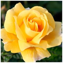 Shrub rose MICHELANGELO