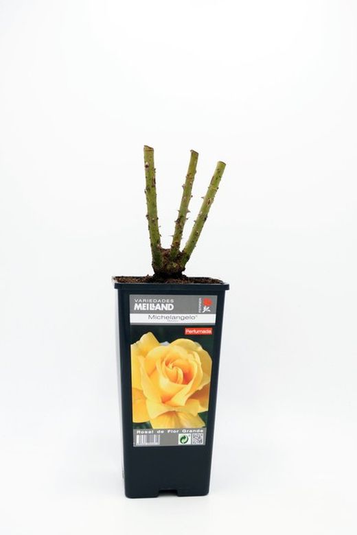 Shrub rose MICHELANGELO