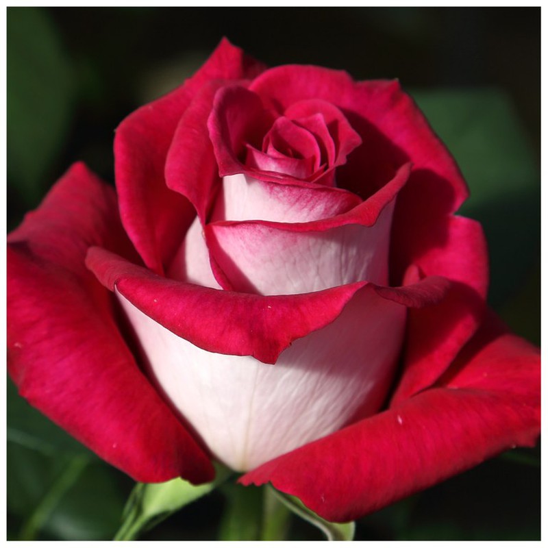 Shrub rose MONICA BELLUCCI — jardineriadelvalles