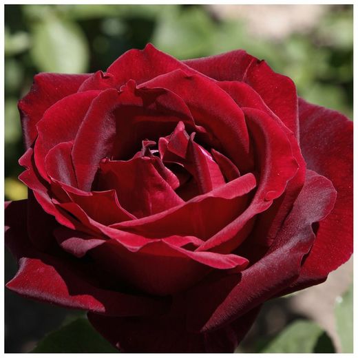 Rosal arbustivo PAPA MEILLAND