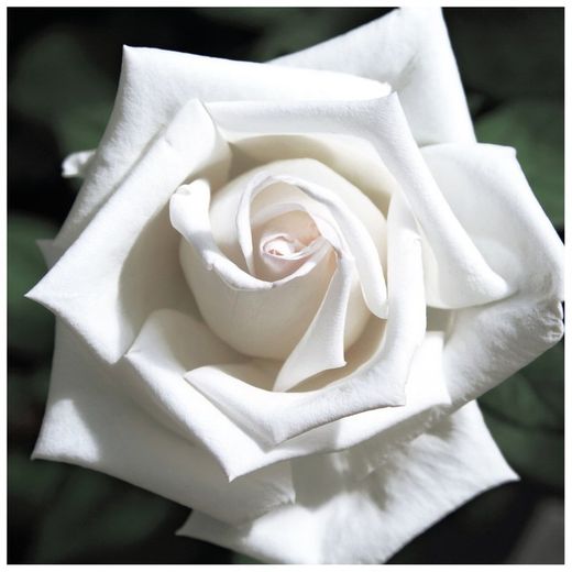 Rosier arbuste PAU CASALS