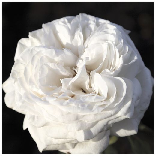 Rosal arbustivo PIERRE ARDITI