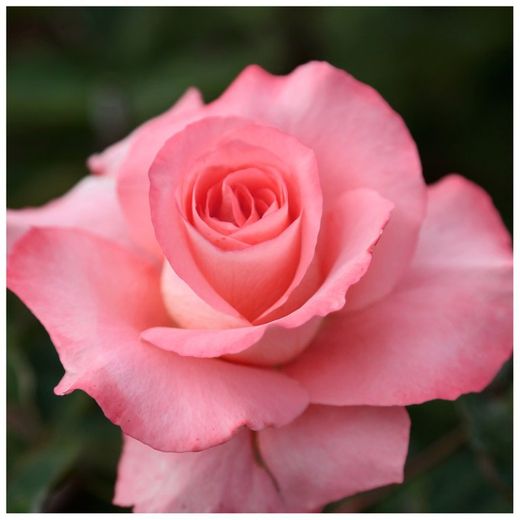 Rosal arbustivo PRESTIGE DE LYON