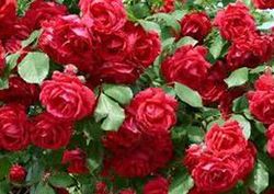 Rosal pie bajo