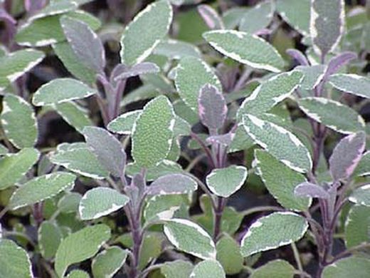 Grüner Salbei