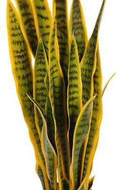 Sanseveria Artificiel 90cm hauteur
