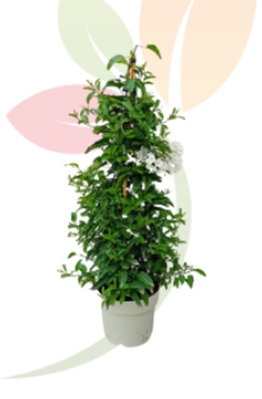 Solanum