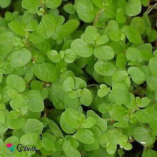 Soleirolia soleirolii