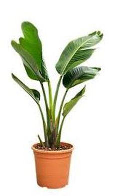 Strelitzia Augusta 80/100 H